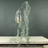 Frosty Trailing Spray