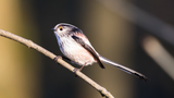 Attracting and Caring for Birds in your Garden!