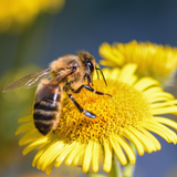Growing for Pollinators: How to Attract Bees & Insects to your Garden 