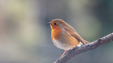 Common Garden Birds to Look Out for in the UK