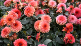 ​Flowers That Bloom in Mid-Summer in the UK