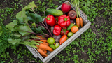 Delicious Recipes Using Fresh Produce from Your Garden