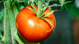 Seasonal Planting Guides for Flowers and Vegetables