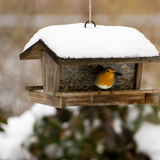 How to feed and care for your garden birds in winter