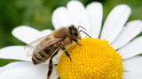 Attracting Pollinators: How to Create a Wildlife-Friendly Garden