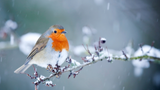 A Guide to Common UK Garden Birds