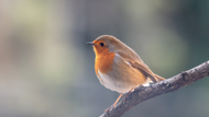 Common Garden Birds in the UK