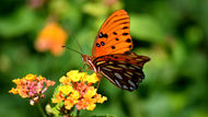 Gardening for Wildlife: Creating a Habitat for Birds, Bees, and Butterflies