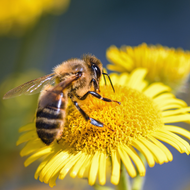 Growing for Pollinators: How to Attract Bees & Insects to your Garden 