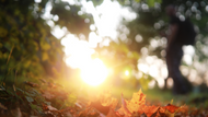 End-of-Summer Garden Cleanup: Prepping Your UK Garden for Autumn