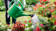 How Often Should You Water Your Garden in Summer?