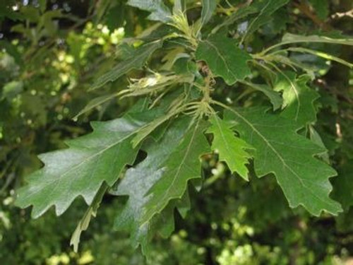 Quercus (cerris) - Turkey Oak - Discontinued