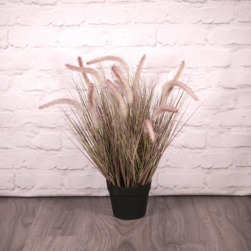 Potted Pennisetum Grass (60cm) Potted Pennisetum Grass (60cm)