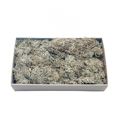 Grey Moss with Tray (500gr)