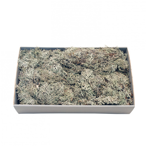 Grey Moss with Tray (500gr)