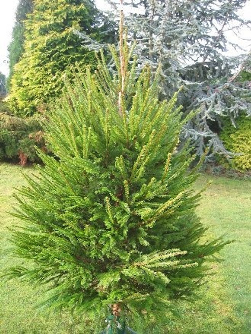 5ft 150cm Real Norway Spruce Christmas Tree - Discontinued