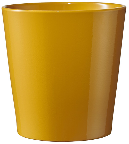 Dallas Breeze Shiny  Mustard Yellow (W10cm x H8cm)