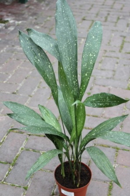 Aspidistra elatior Variegator - - Discontinued