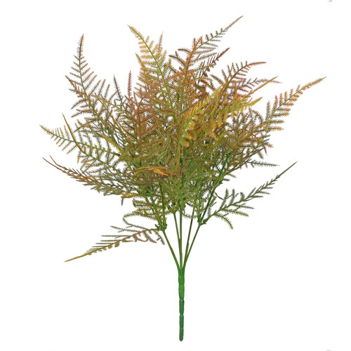 Essential Brown Asparagus Fern  Essential Brown Asparagus Fern