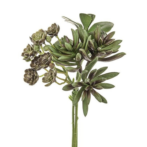 Succulent And Echeveria Bundle (18cm)