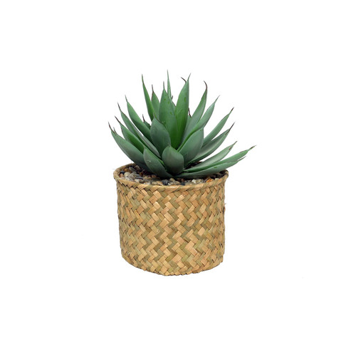 Botanica Potted Succulent (23cm)