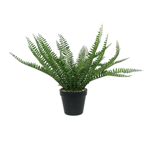 Black Botanica Potted Fern (44cm) Black Botanica Potted Fern (44cm)