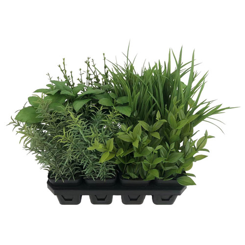 Botanica Tray of 12 Assorted Herbs Botanica Tray of 12 Assorted Herbs