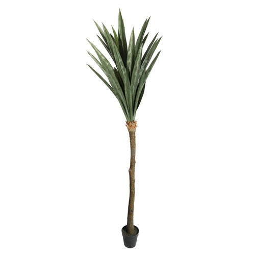 Botanica Yucca Tree in Pot (225cm)