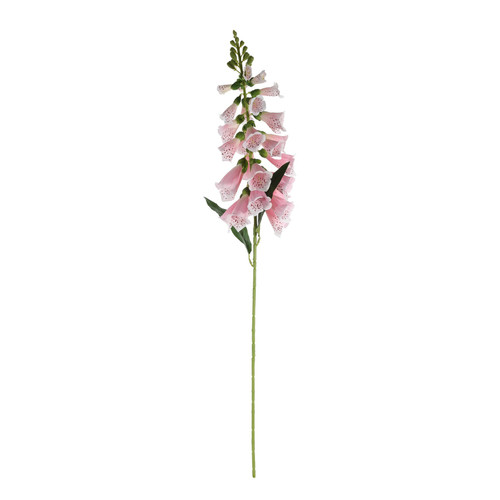 Essential Pink Foxglove