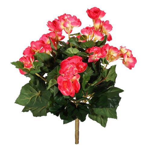Hot Pink Begonia Bush