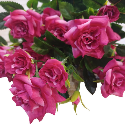 Pink Diamond Rose Bush