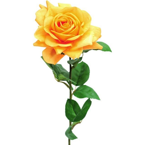 Orange Pippa Rose Open (68cm)