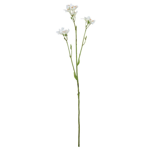 White Belamcanda Chinensis Spray (60cm)