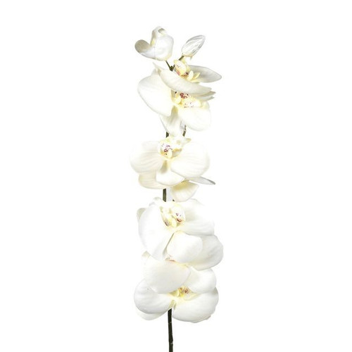 Cream Eternity Orchid