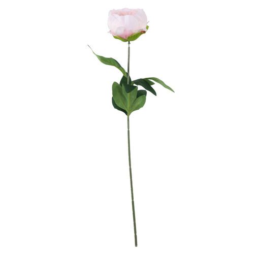 Essential Light Pink Arundel Garden Peony (57cm)