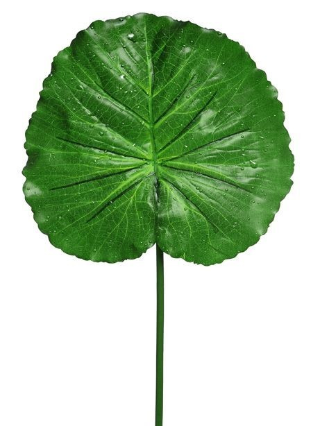 Green Raindrop Lotus Leaf (76 cm)