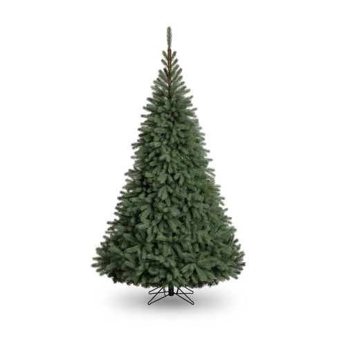 Blue Oregon Pine Tree (483 Tips) (5ft)