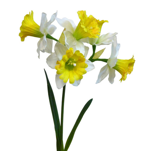Cream Narcissus Spray (41cm)