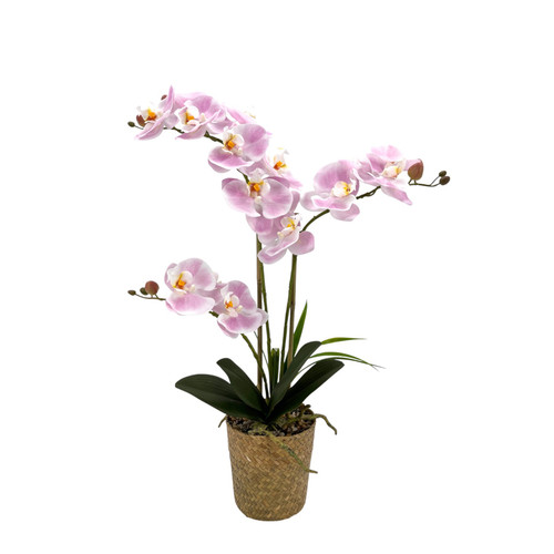 Light Pink Orchid with 3 Stems in Woven Basket (53cm H)