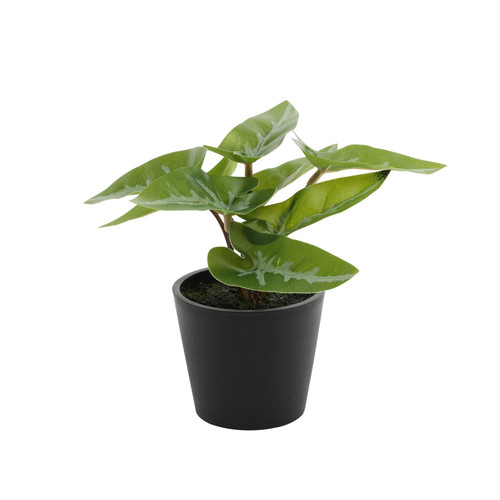 Mini Syngonium Potted House Plant (13cm)
