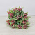 Frosted Red Berry Bunch with Green Leaves Frosted Red Berry Bunch with Green Leaves