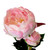Peony Pink