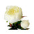 Peony White  Peony White