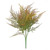 Essential Brown Asparagus Fern  Essential Brown Asparagus Fern