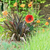 Poppy Garden Planter Stake (83cm)