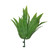 Green Birdy Fern (22cm) 