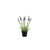 Botanica Potted Lavender (30cm) Botanica Potted Lavender (30cm)