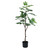 Botanica Fig Tree in Pot (105cm) Botanica Fig Tree in Pot (105cm)