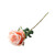 Essential Peach Garden Rose