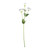 Essential Cream/Purple Lisianthus